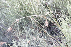 Themeda triandra