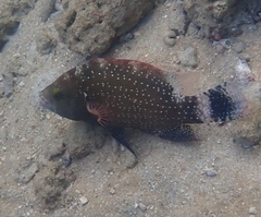 Cheilinus chlorourus