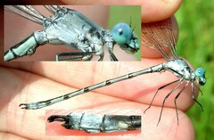 Lestes eurinus
