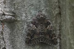 Catocala sponsa