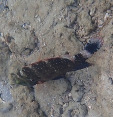 Cheilinus chlorourus