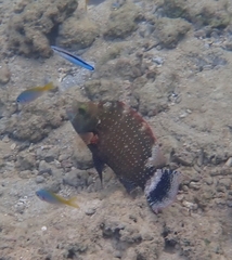 Cheilinus chlorourus