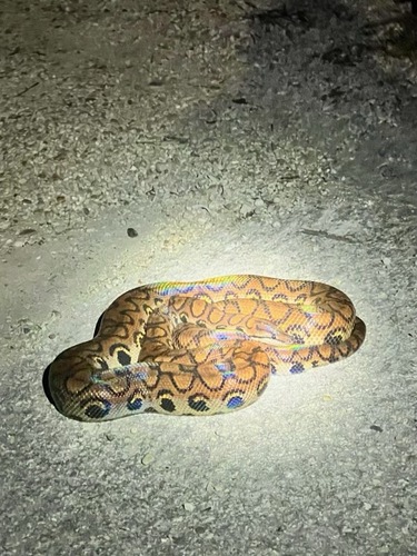 Rainbow Boa observed near Florida, US, (c) Isaac Lord, some rights reserved (CC BY-NC)