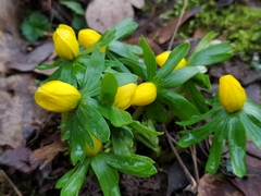 Eranthis hyemalis