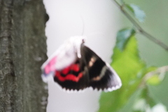 Catocala sponsa