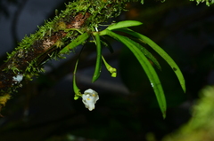 Thrixspermum formosanum