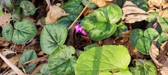 Cyclamen coum