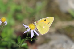 Colias fieldii