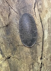 Laxta granicollis