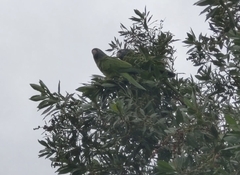 Thectocercus acuticaudatus