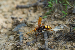 Cryptocheilus annulatus