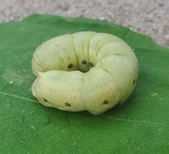 Proserpinus terlooii