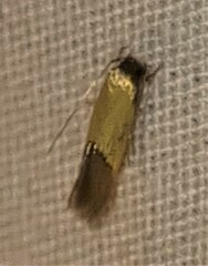 Opogona protodoxa