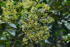 Urceola micrantha