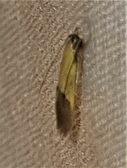 Opogona protodoxa