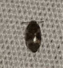 Litargus