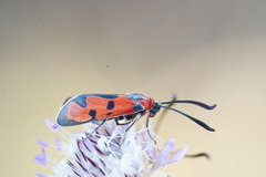 Zygaena laeta