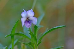 Viola arborescens