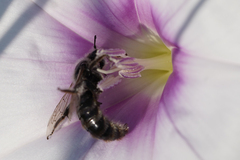 Systropha curvicornis