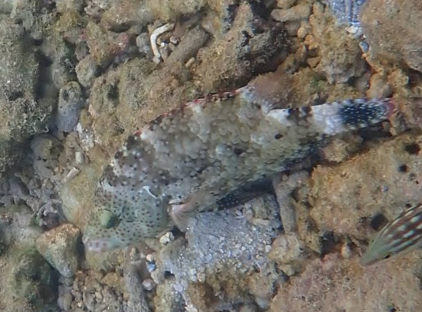 Floral wrasse