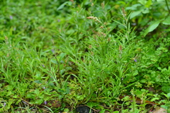 Gamochaeta calviceps