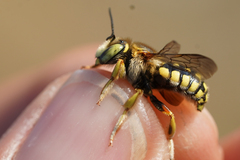 Anthidium