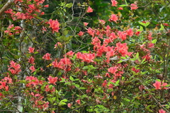 Rhododendron oldhamii