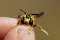 Anthidium