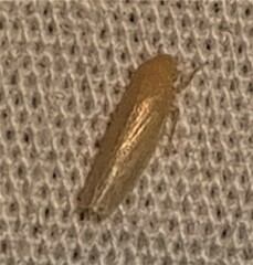 Iassinae