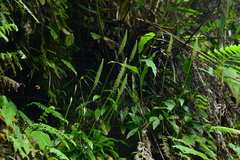 Goodyera procera