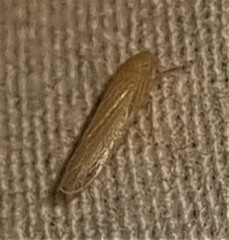 Iassinae