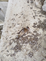 Passer montanus saturatus