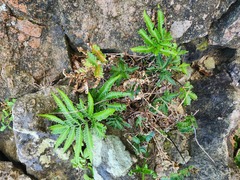 Pteris minor