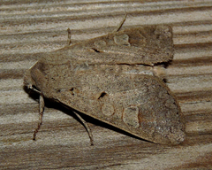 Ammoconia caecimacula