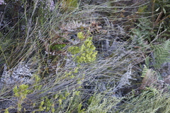 Diospyros glabra
