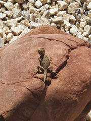 Agama bibronii