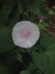 Ipomoea purpurea