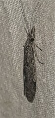 Triplectidinae
