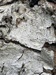 Buellia griseovirens