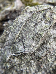 Buellia griseovirens