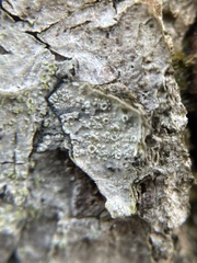 Lecanora carpinea
