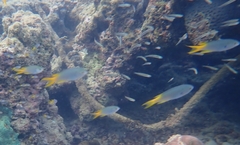 Neopomacentrus azysron