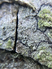 Lecanora carpinea