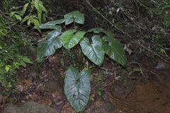 Xanthosoma granvillei