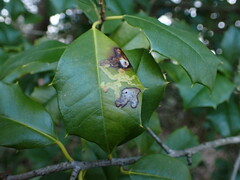 Phytomyza ilicicola
