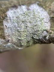 Buellia griseovirens