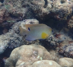 Chrysiptera unimaculata