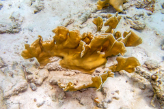 Millepora complanata
