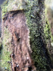 Biatora efflorescens