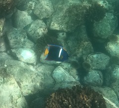 Holacanthus passer